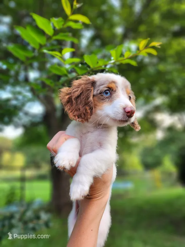 Butterscotch – Miniature Dachshund puppy for sale in Steelville, MO
