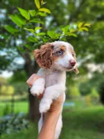 Butterscotch, a male Miniature Dachshund for sale in Steelville, MO – 1 of 7
