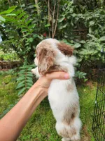 Butterscotch, a male Miniature Dachshund for sale in Steelville, MO – 4 of 7