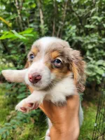Butterscotch, a male Miniature Dachshund for sale in Steelville, MO – 7 of 7