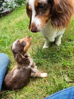 Tinkles, a female Miniature Dachshund for sale in Steelville, MO – 2 of 6