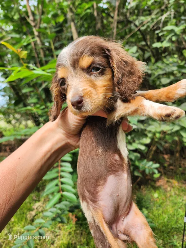 Tinkles – Miniature Dachshund puppy for sale in Steelville, MO