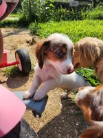 Butterscotch, a male Miniature Dachshund for sale in Steelville, MO – 2 of 7