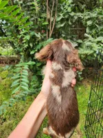 Tinkles, a female Miniature Dachshund for sale in Steelville, MO – 3 of 6