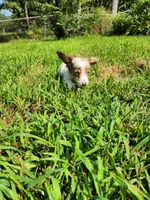 Butterscotch, a male Miniature Dachshund for sale in Steelville, MO – 6 of 7