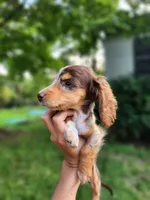Tinkles, a female Miniature Dachshund for sale in Steelville, MO – 6 of 6