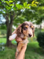 Tinkles, a female Miniature Dachshund for sale in Steelville, MO – 4 of 6