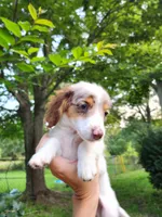 Butterscotch, a male Miniature Dachshund for sale in Steelville, MO – 3 of 7