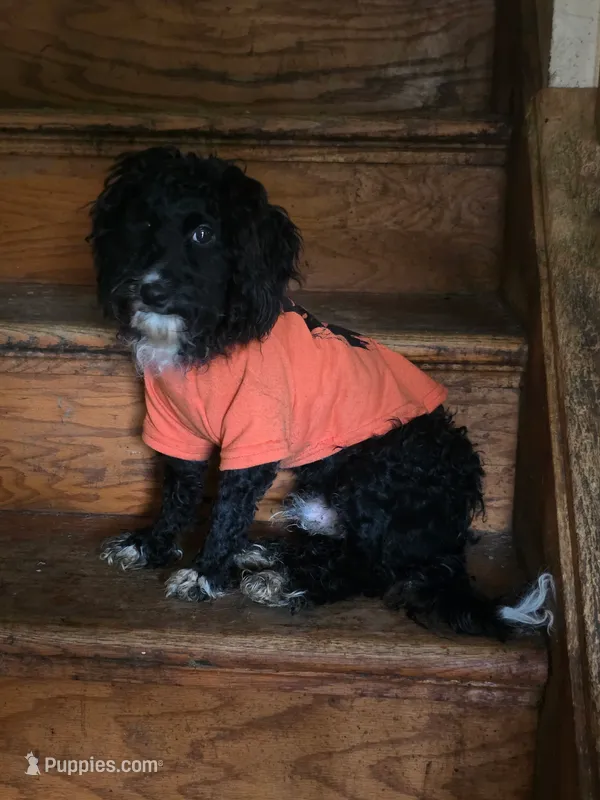 McNabb – Bernedoodle puppy for sale in Barrington, NH