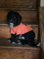 McNabb, a male Bernedoodle for sale in Barrington, NH – 1 of 1
