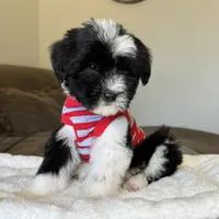 Standard Female 💜 🐾 , a female Sheepadoodle for sale in Phoenix, AZ – 3 of 4
