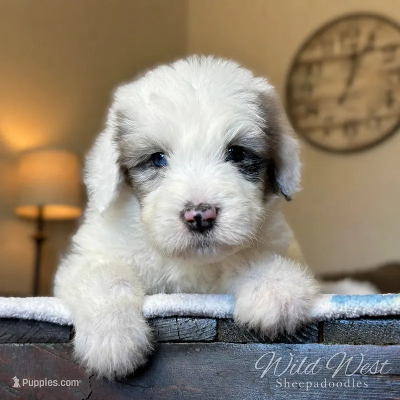 Standard Sheepadoodle 🩵 🐾  – Bernedoodle puppy for sale in Phoenix, AZ