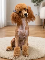 Red Female, a female Poodle - Toy  and Poodle - Miniature  for sale in Phoenix, AZ – 3 of 4