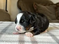 Tricolor Micro , a male Poodle - Toy  and Miniature Bernedoodle for sale in Phoenix, AZ – 2 of 8