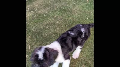 Small Standard Sheepadoodle, a female Sheepadoodle for sale in Phoenix, AZ – 6 of 6