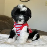 Standard Female 💜 🐾 , a female Sheepadoodle for sale in Phoenix, AZ – 4 of 4