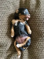 Black & Tan Micro Mini, a female Poodle - Toy  and Miniature Bernedoodle for sale in Phoenix, AZ – 2 of 7