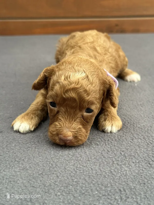 Red Female – Poodle - Toy , Poodle - Miniature  puppy for sale in Phoenix, AZ