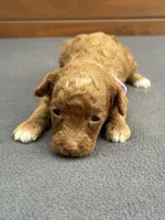 Red Female, a female Poodle - Toy  and Poodle - Miniature  for sale in Phoenix, AZ – 1 of 4