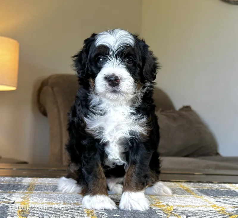 "Arwen" Micro Traditional Tricolor – Poodle - Toy , Miniature Bernedoodle puppy for sale in Phoenix, AZ