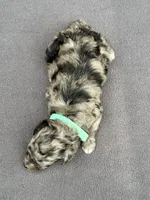 Merle Female, a female Poodle - Toy  and Poodle - Miniature  for sale in Phoenix, AZ – 4 of 6