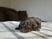 Phantom Merle Micro, a female Poodle - Toy  and Miniature Bernedoodle for sale in Phoenix, AZ – 4 of 7