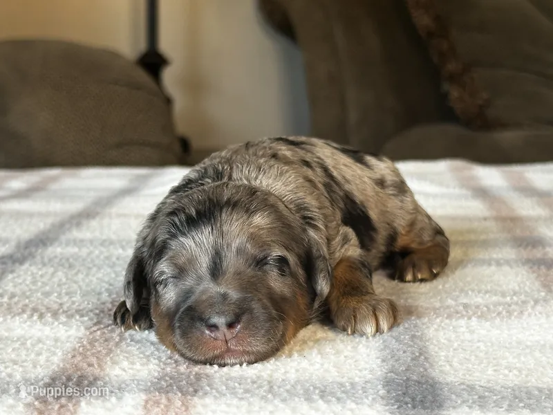 Phantom Merle Micro – Poodle - Toy , Miniature Bernedoodle puppy for sale in Phoenix, AZ