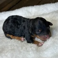 Black & Tan Micro Mini, a female Poodle - Toy  and Miniature Bernedoodle for sale in Phoenix, AZ – 5 of 7