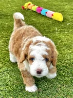 "Arnie" Red & White Micro, a male Poodle - Toy  and Miniature Bernedoodle for sale in Phoenix, AZ – 6 of 7