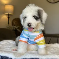 Standard Sheepadoodle 🩵 🐾 , a male Sheepadoodle for sale in Phoenix, AZ – 2 of 4