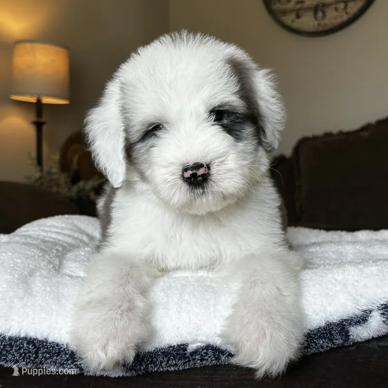 Standard Sheepadoodle 🩵 🐾  – Sheepadoodle puppy for sale in Phoenix, AZ