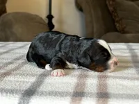 Tricolor Micro , a male Poodle - Toy  and Miniature Bernedoodle for sale in Phoenix, AZ – 4 of 8
