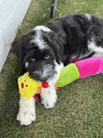 Small Standard Sheepadoodle, a female Sheepadoodle for sale in Phoenix, AZ – 2 of 6