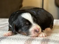 Tricolor Micro , a male Poodle - Toy  and Miniature Bernedoodle for sale in Phoenix, AZ – 5 of 8
