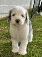 Merle Female Blue Eyes, a female Sheepadoodle for sale in Phoenix, AZ – 4 of 4