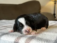 Tricolor Micro , a male Poodle - Toy  and Miniature Bernedoodle for sale in Phoenix, AZ – 6 of 8