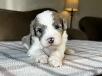Merle Male Standard Sheepadoodle, a male Sheepadoodle for sale in Phoenix, AZ – 5 of 5