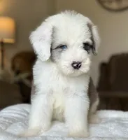 Standard Sheepadoodle 🩵 🐾 , a male Bernedoodle for sale in Phoenix, AZ – 4 of 4