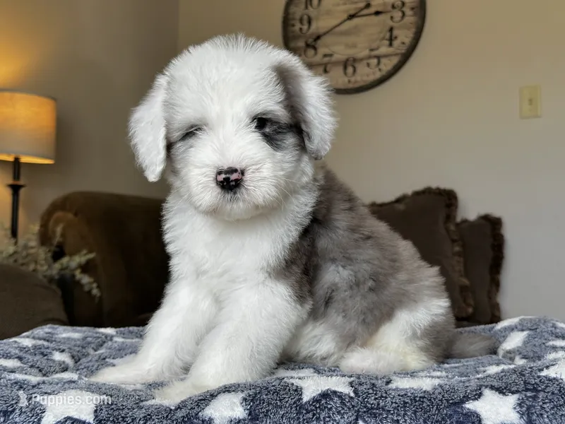 Standard Sheepadoodle 🩵 🐾  – Sheepadoodle puppy for sale in Phoenix, AZ