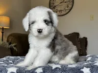 Standard Sheepadoodle 🩵 🐾 , a male Sheepadoodle for sale in Phoenix, AZ – 1 of 4