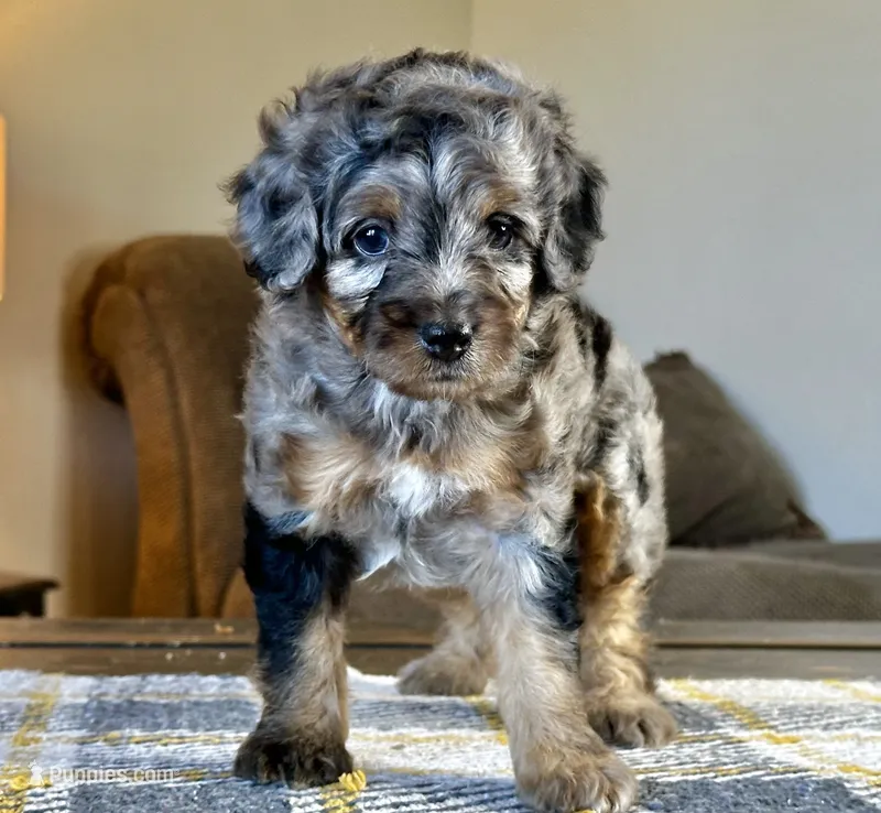 "Adia" Phantom Merle Micro – Poodle - Toy , Miniature Bernedoodle puppy for sale in Phoenix, AZ