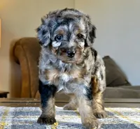 "Adia" Phantom Merle Micro, a female Poodle - Toy  and Miniature Bernedoodle for sale in Phoenix, AZ – 1 of 10