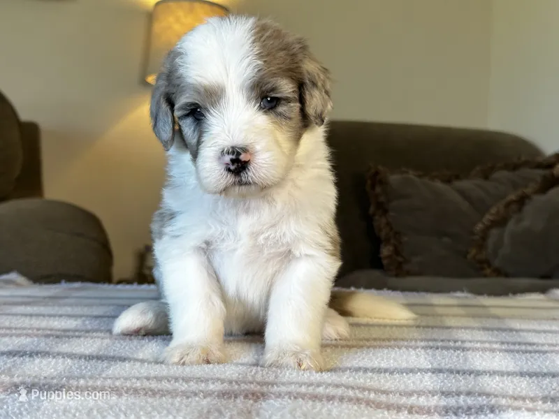 Merle Male Standard Sheepadoodle – Sheepadoodle puppy for sale in Phoenix, AZ