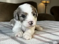 Merle Male Standard Sheepadoodle, a male Sheepadoodle for sale in Phoenix, AZ – 2 of 5