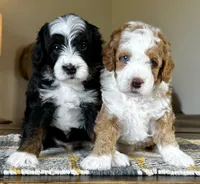 "Arnie" Red & White Micro, a male Poodle - Toy  and Miniature Bernedoodle for sale in Phoenix, AZ – 7 of 7