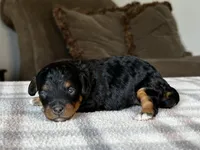 Black & Tan Micro, a female Poodle - Toy  and Miniature Bernedoodle for sale in Phoenix, AZ – 5 of 8