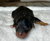 Black & Tan Micro Mini, a female Poodle - Toy  and Miniature Bernedoodle for sale in Phoenix, AZ – 4 of 7