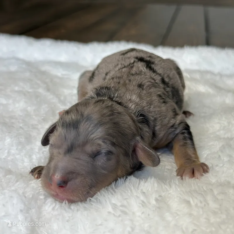 Merle Micro Mini (Phantom) – Poodle - Toy , Miniature Bernedoodle puppy for sale in Phoenix, AZ
