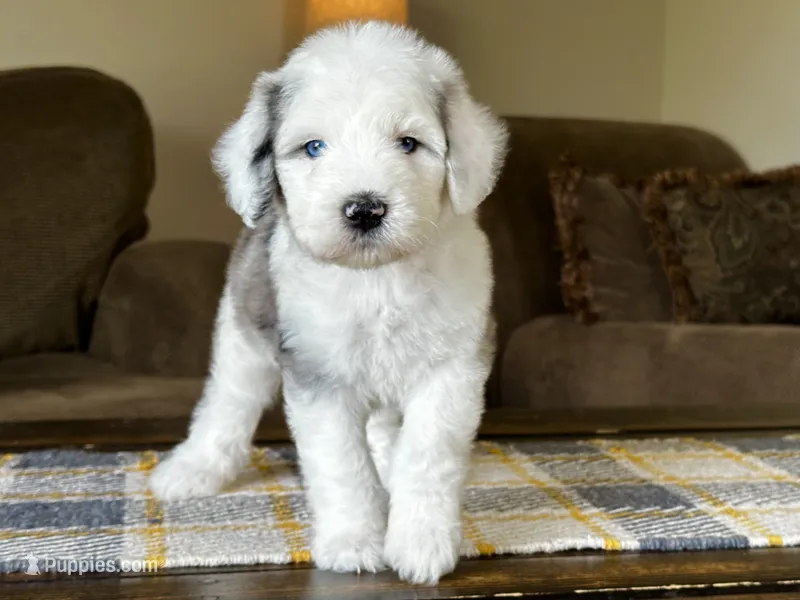 Merle Female Blue Eyes – Sheepadoodle puppy for sale in Phoenix, AZ