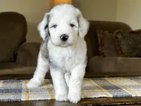 Merle Female Blue Eyes, a female Sheepadoodle for sale in Phoenix, AZ – 1 of 4